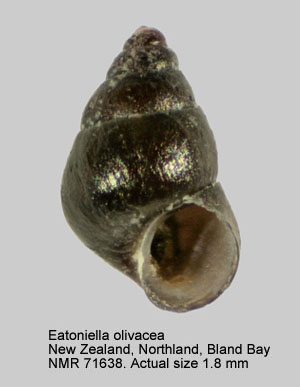 Eatoniella olivacea.jpg - Eatoniella olivacea(Hutton,1882)